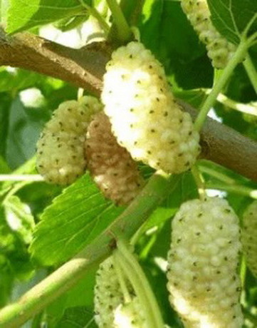 rezervacije-u-toku-za-sadnju-vocnih-sadnica-big-1
