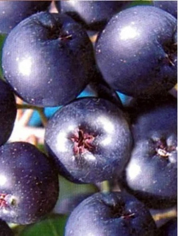 rezervacije-u-toku-za-sadnju-vocnih-sadnica-big-0