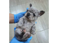 sivi-plavi-francuski-buldog-small-2