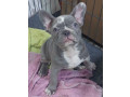 sivi-plavi-francuski-buldog-small-1