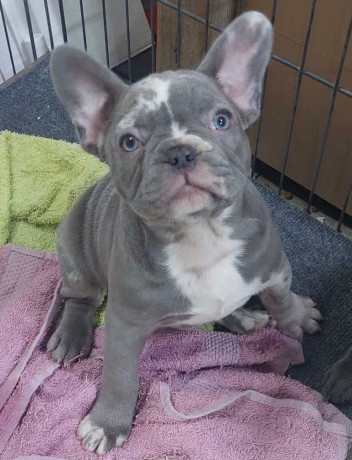 sivi-plavi-francuski-buldog-big-1