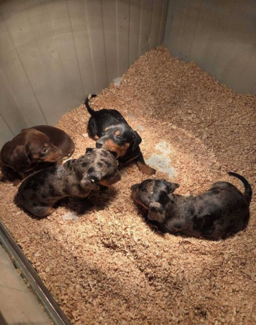 jazavicar-stenci-big-1