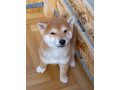siba-inu-stenci-small-2