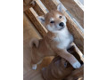 siba-inu-stenci-small-3