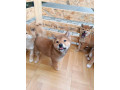 siba-inu-stenci-small-0