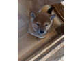 siba-inu-stenci-small-1