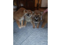 siba-inu-stenci-small-4