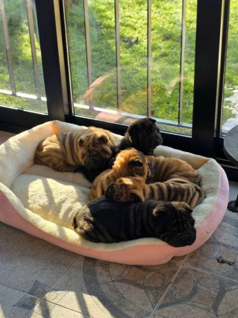 sar-pej-stenci-big-0