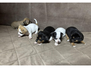 Čivava štenci stari 4 nedelje