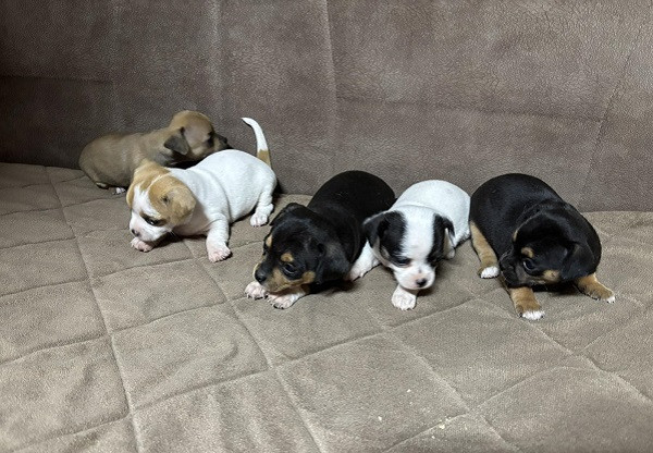 civava-stenci-stari-4-nedelje-big-0