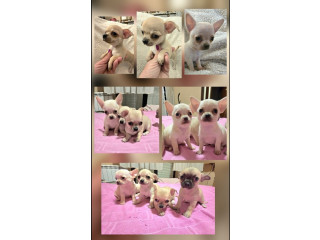 Štenci EKSTRA mini čivave