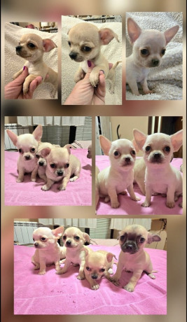 stenci-ekstra-mini-civave-big-0