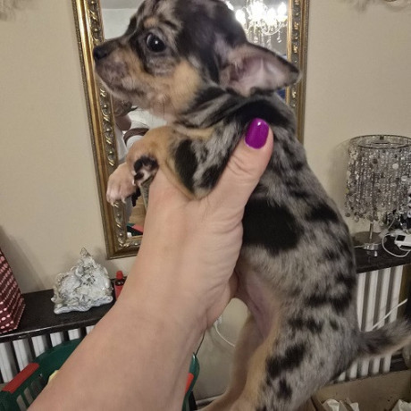 stenci-ekstra-mini-civave-big-4