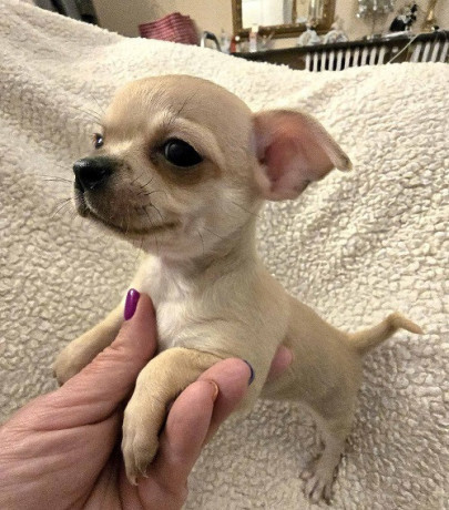 stenci-ekstra-mini-civave-big-2