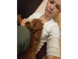 Crvene toy pudle.,.,.,