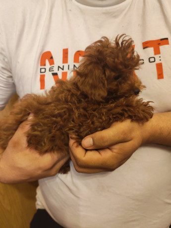 crvene-toy-pudle-big-3