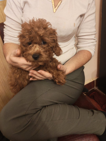 crvene-toy-pudle-big-4