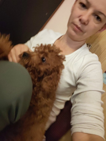 crvene-toy-pudle-big-0