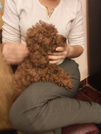 crvene-toy-pudle-big-1