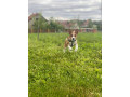basenji-stenci-small-4