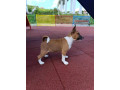 basenji-stenci-small-3