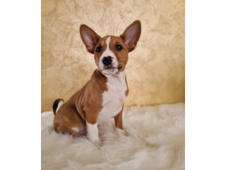 Basenji štenci