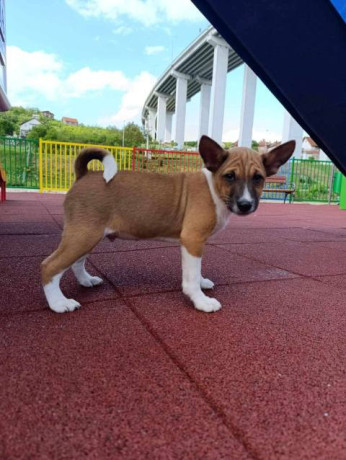 basenji-stenci-big-2