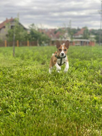 basenji-stenci-big-4