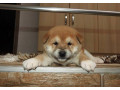 shiba-inu-top-stenci-small-0