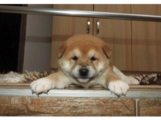 Shiba Inu, TOP štenci