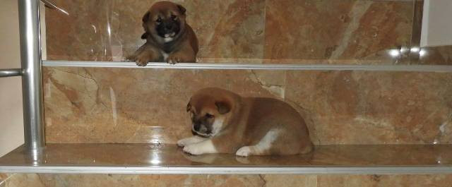 shiba-inu-top-stenci-big-2