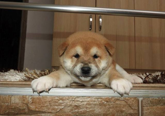 shiba-inu-top-stenci-big-0