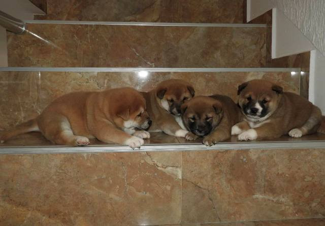 shiba-inu-top-stenci-big-4