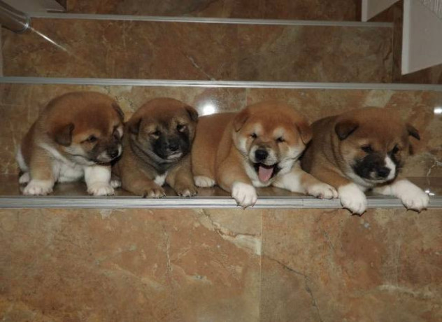 shiba-inu-top-stenci-big-3