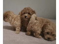 maltipoo-toy-stenci-small-4