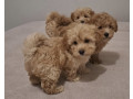 maltipoo-toy-stenci-small-3