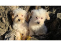 maltipoo-toy-stenci-small-1