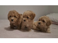 maltipoo-toy-stenci-small-2
