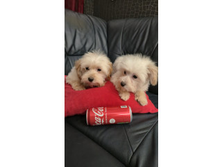 Maltipoo toy stenci