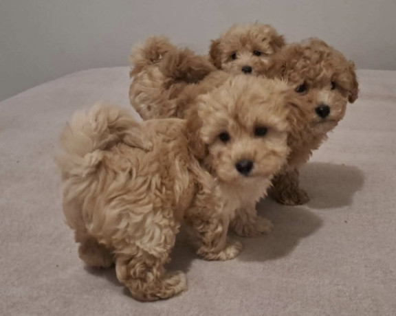 maltipoo-toy-stenci-big-3