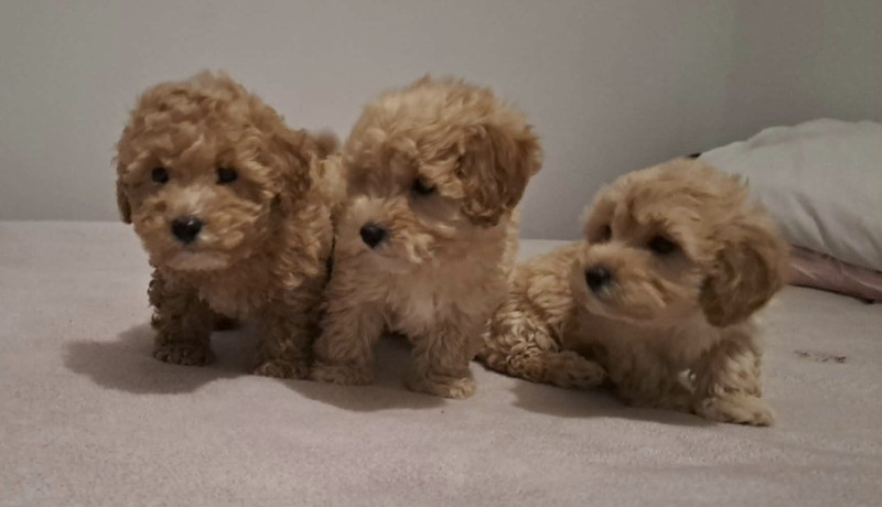 maltipoo-toy-stenci-big-2