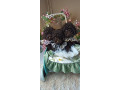toj-pudle-braon-zenke-small-2