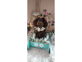toj-pudle-braon-zenke-small-0