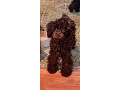 toj-pudle-braon-zenke-small-1