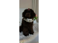 toj-pudle-braon-zenke-small-3