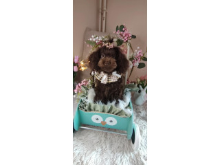 Toj pudle braon, ženke