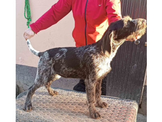 Nemački oštrodlaki ptičar