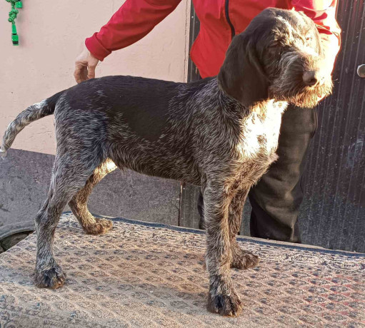 nemacki-ostrodlaki-pticar-big-1