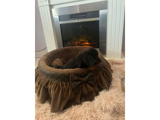 Dugodlaki patuljasti jazavičari