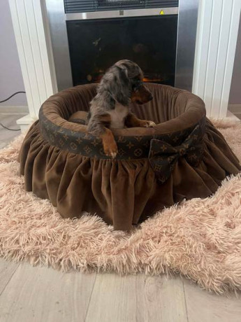 dugodlaki-patuljasti-jazavicari-big-3